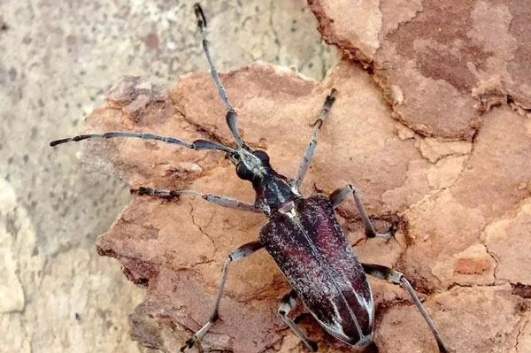 Xén tóc Capnolymma brunnea. Ảnh: iNaturalist.