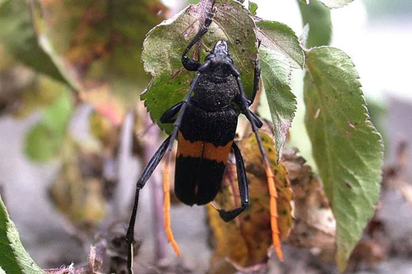 Xén tóc Embrikstrandia unifasciata. Ảnh: SpiderYang / Flickr.