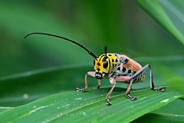 Xén tóc Glenea cantor có màu sắc khá sặc sỡ. Ảnh: 156cfyphotography.blogspot.com.