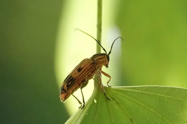 Xén tóc Glenea quadrinotata. Ảnh: iNaturalist.