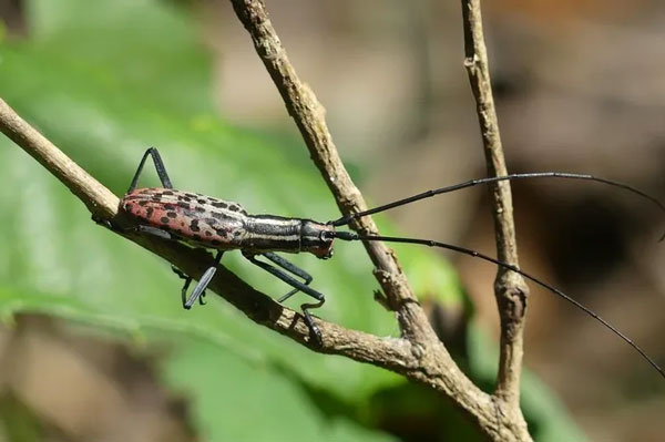 Xén tóc Macrochenus isabellinus nổi bật với 2 chiếc râu dài. Ảnh: iNaturalist.