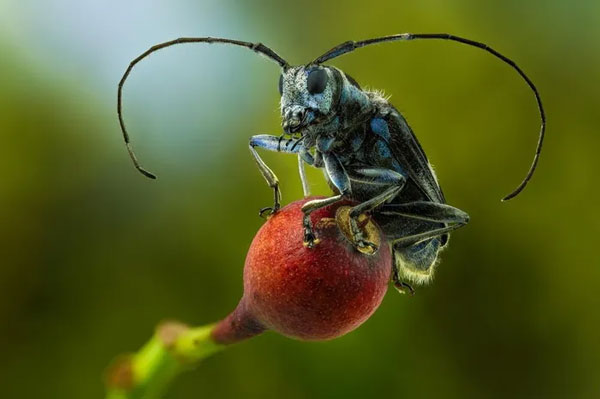 Xén tóc Paraglenea transversefasciata. Ảnh: 1ZOOM.
