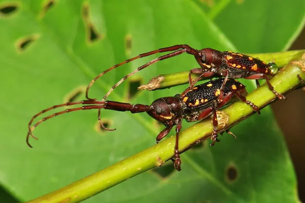 Xén tóc Paragnia fulvomaculata. Ảnh: itchydogimages / Flickr.