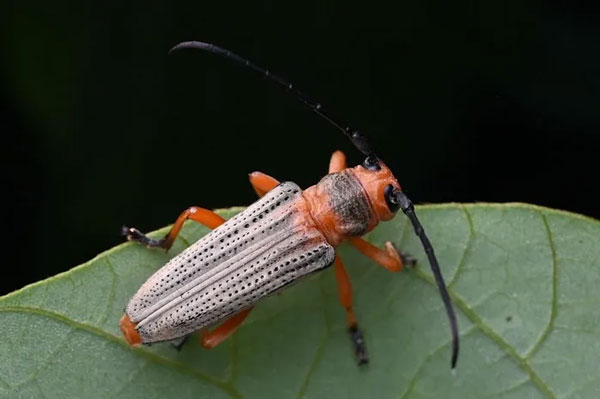 Xén tóc Stibara tricolor. Ảnh: iNaturalist.