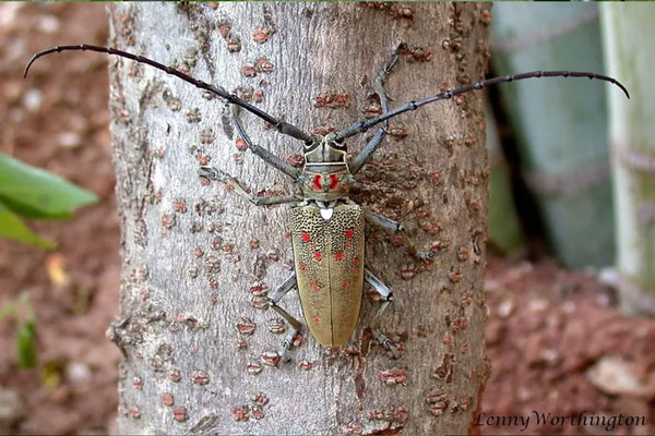 Xén tóc hại xoài (Batocera rufomaculata), dài 5-6 cm, có những chấm đỏ trên lưng, phân bố rộng khắp Ấn Độ và Đông Nam Á. Ảnh: Wikipedia.