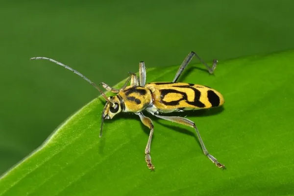 Xén tóc hổ vằn (Chlorophorus annularis) nổi bật với những hoa văn đen trên nền vàng. Ảnh: Picture Insect.