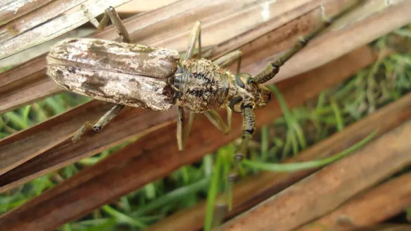 Xén tóc lưng nắp (Aeolesthes induta). Ảnh: Wikipedia.