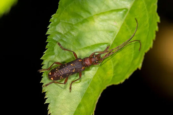 Xén tóc nâu đốm (Xoanodera maculata) với những đốm vàng nổi bật trên lưng. Ảnh: Wikipedia.