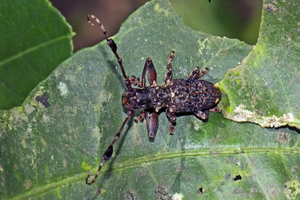 Xén tóc râu lông (Imantocera penicillata) có hình thù kỳ dị. Ảnh: iNaturalist.