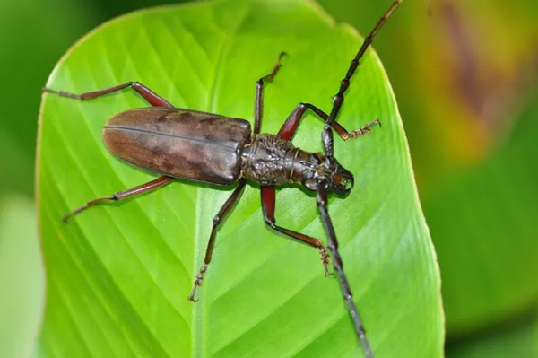 Xén tóc sừng gai (Hoplocerambyx spinicornis). Ảnh: iNaturalist.
