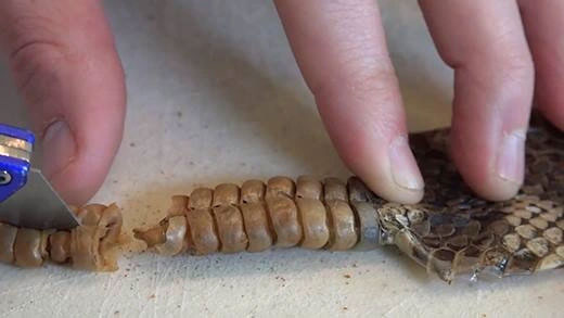 Đuôi của rắn đuôi chuông