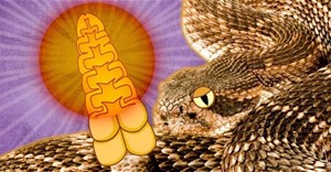 Có gì trong đuôi của rắn đuôi chuông mà có thể phát ra âm thanh? 