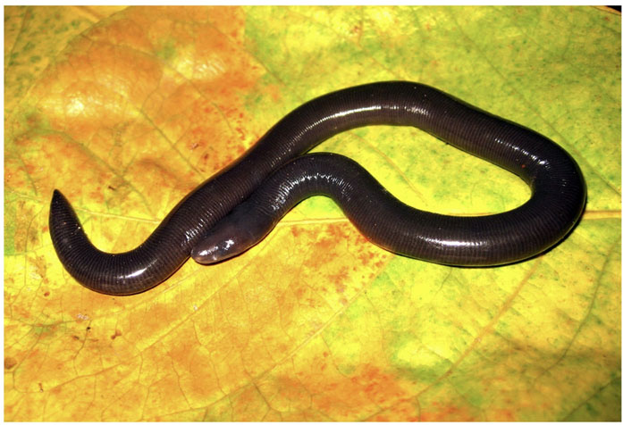Ếch giun Cha Lo (tên khoa học: Ichthyophis chaloensis
