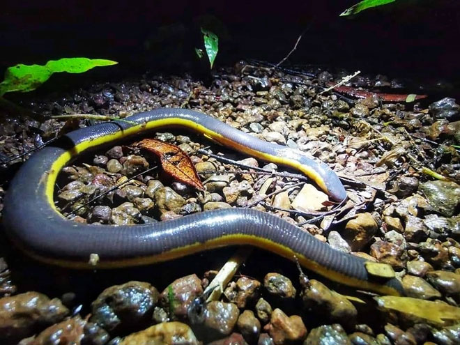 Ếch giun Nguyễn (tên khoa học: Ichthyophis nguyenorum)