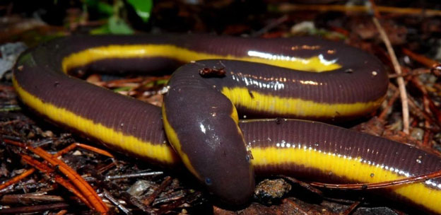 Ếch giun Koh Tao (tên khoa học: Ichthyophis kohtaoensis)