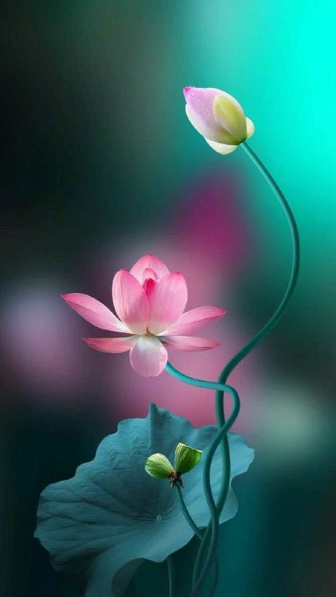 Hình nền Vu Lan cho điện thoại 2
