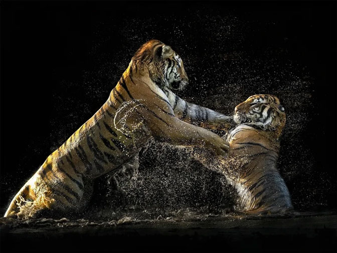 2 chú hổ con đang luyện tập những kỹ thuật chiến đấu, săn mồi trong khi tắm mát dưới nước tại một sở thú bên ngoài thủ đô Mandrid, Tây Ban Nha. Ảnh: Pedro Jarque Krebs.