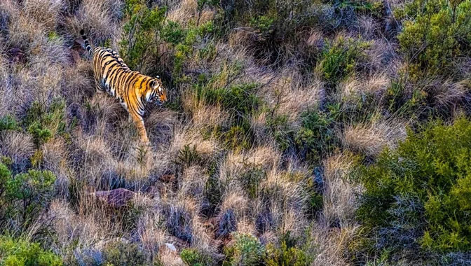 Một chú hổ đang tự do lang thang đi khắp nơi tại khu bảo tồn Tiger Canyon (Nam Phi) để tìm thức ăn. Ảnh: Elize Labuschagne.
