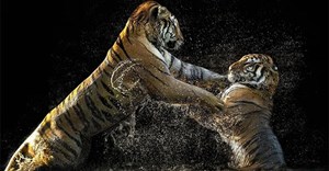Những bức ảnh về hổ khiến cả thế giới kinh ngạc