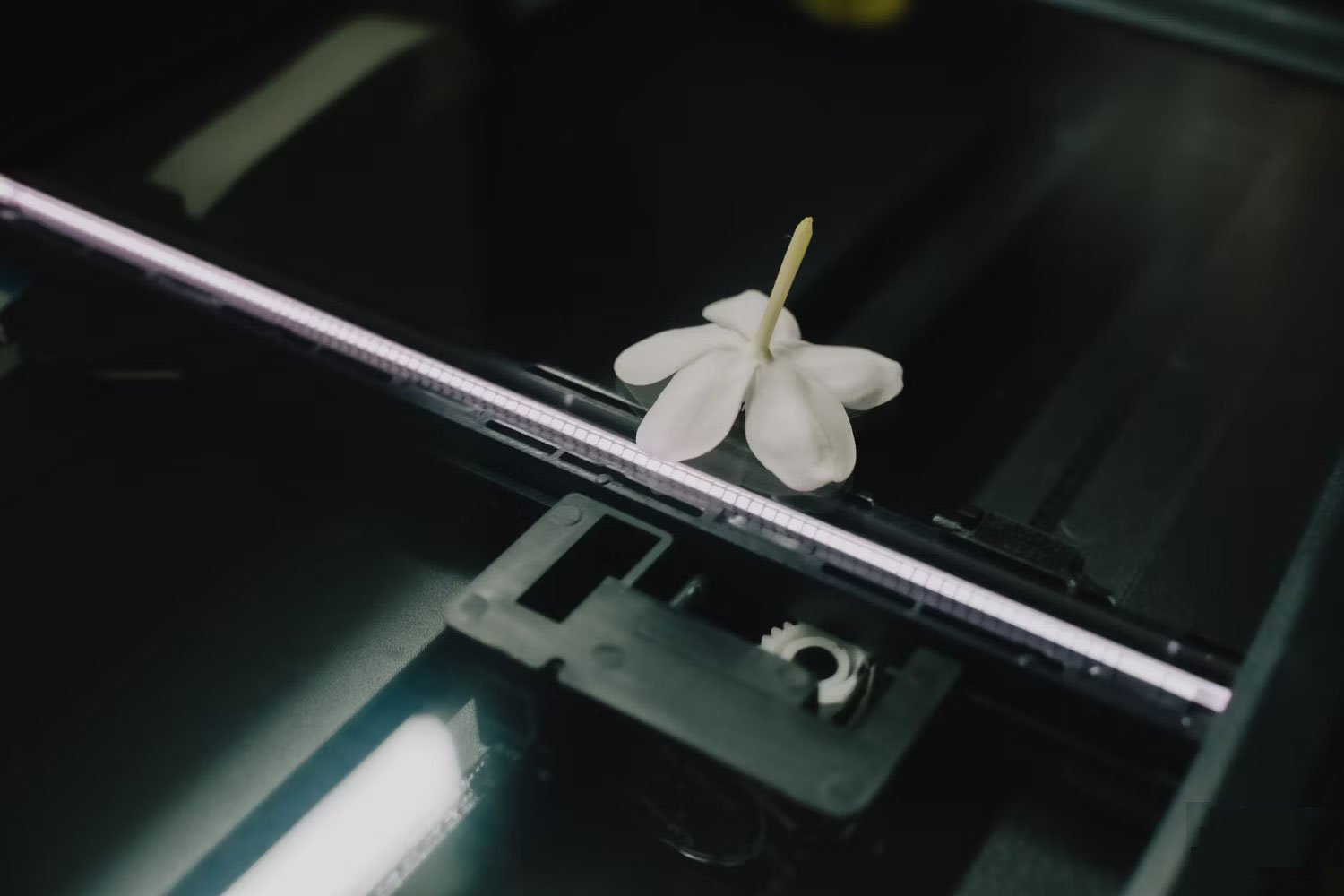Chụp ảnh hoa bằng chức năng scan
