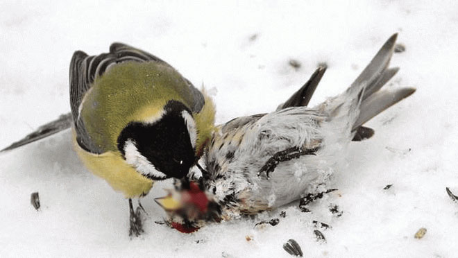 Loài chim tàn ác nhất thế giới 