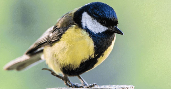 Chim bạc má lớn 