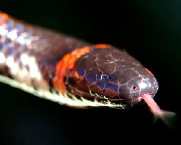 Rắn trun có đầu thuôn