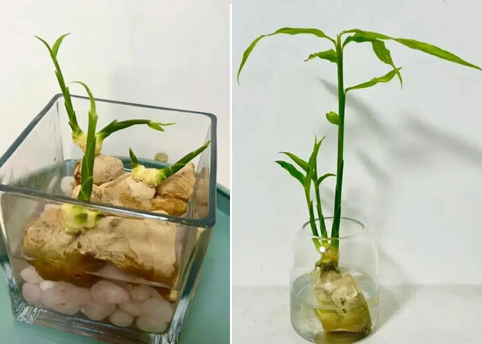 Ginger bonsai with green and white flowers