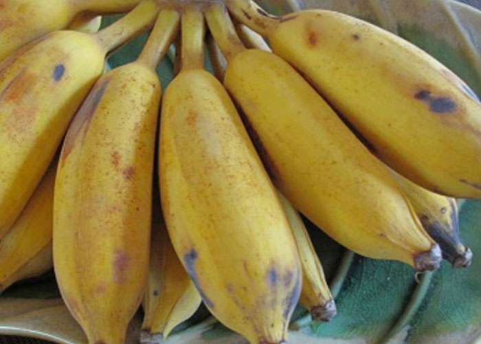 Chuối tây