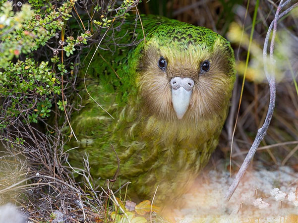 Kakapo không thể bay