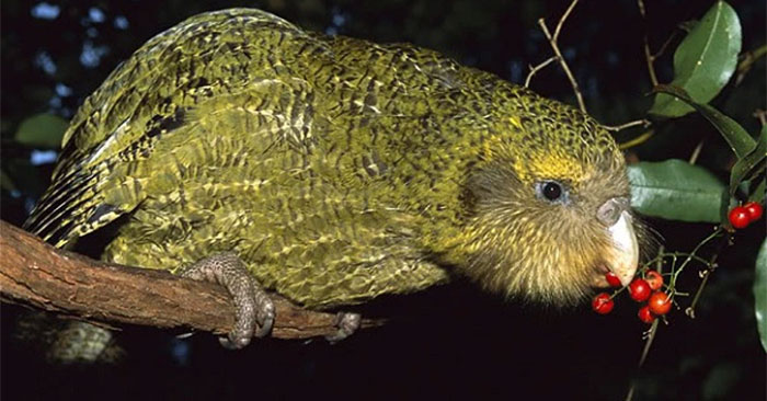 Vẹt Kakapo