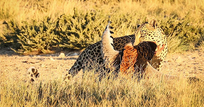 Báo hoa mai săn mồi