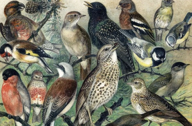 Cuốn Birds of America của John James Audubon ghi lại một loạt bản in chi tiết, sống động mô tả hàng trăm loài chim khác nhau ở Bắc Mỹ từ năm 1827-1838. Ấn bản hoàn chỉnh đầu tiên có tới 435 hình minh họa, trong đó, một số loài chim được mô tả hiện tuyệt chủng và sắp tuyệt chủng. Cuốn sách được bán với giá 11,5 triệu USD. Ảnh: Reader’s Digest.