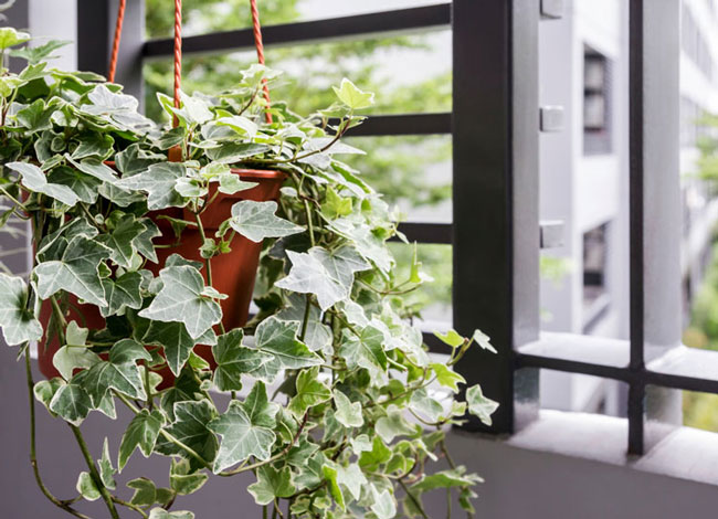 Cây thường xuân