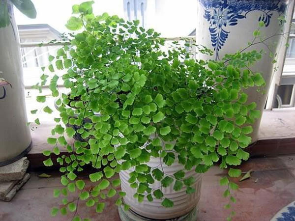 Cây tóc thần vệ nữ