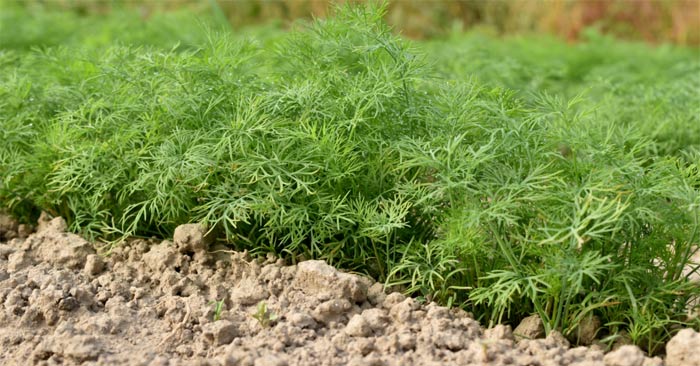 Nên trồng thảo mộc gì vào mùa thu