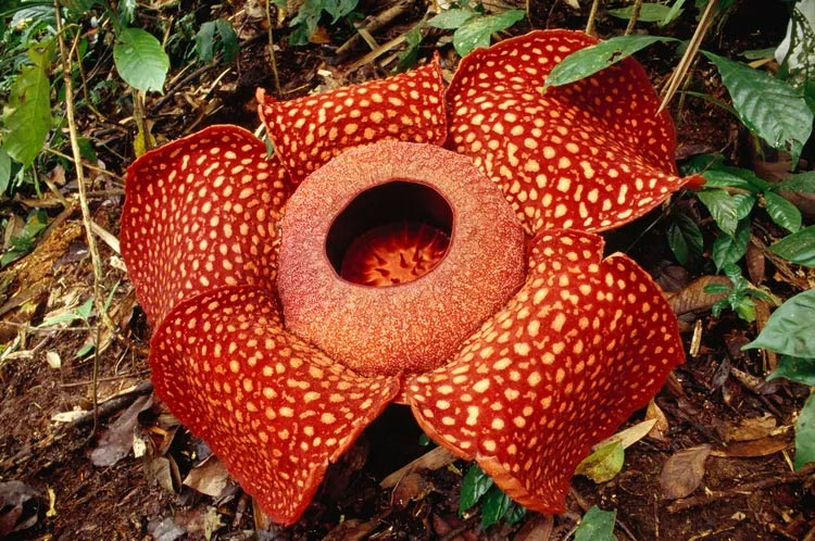 Hoa quái vật (Rafflesia arnoldii)