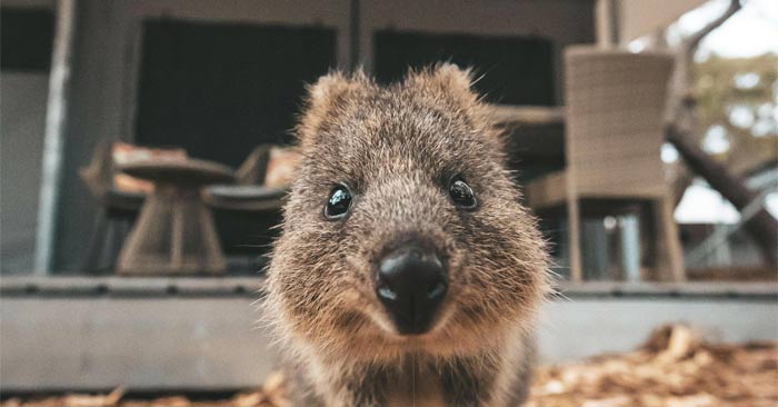 The happiest animal in the world