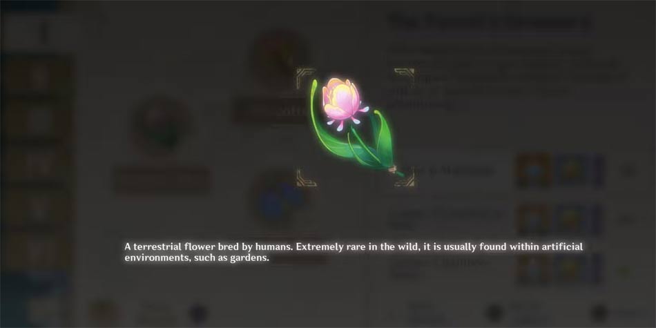 Mô tả rainbow rose trong Genshin Impact