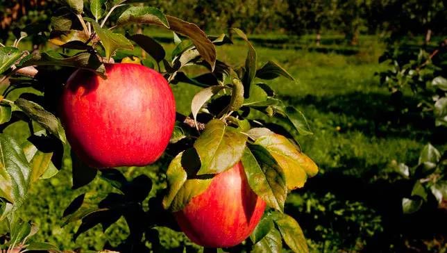 Honeycrisp apples