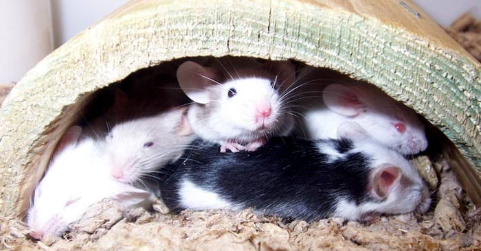 Dùng chuột để thử thai