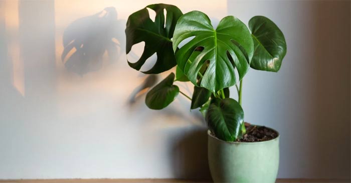 Cây trầu bà lá to