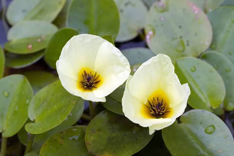 Hoa anh túc dưới nước