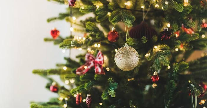 Cây thường xanh hay cây thông Noel