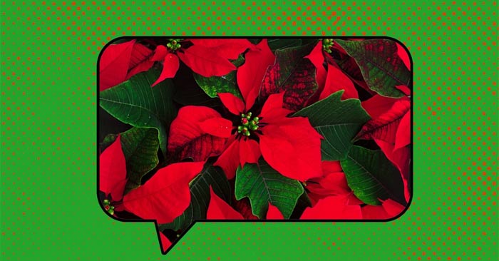 Những từ Giáng sinh phổ biến