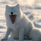 Những sự thật về cáo Bắc Cực có thể bạn chưa biết