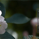 Tại sao Lens Blur là công cụ Photoshop được sử dụng để chỉnh sửa ảnh nghệ thuật?