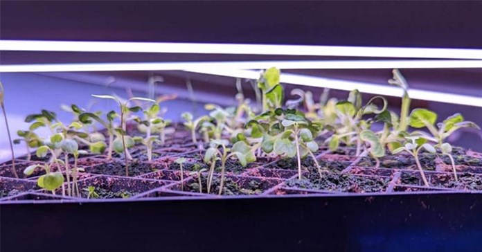 Những sai lầm thường gặp khi gieo hạt giống