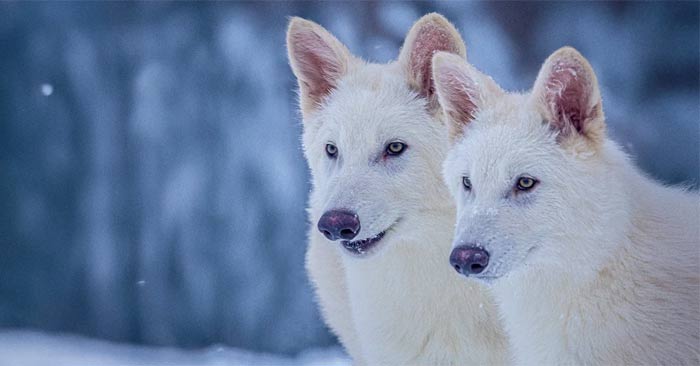 Dire Wolf