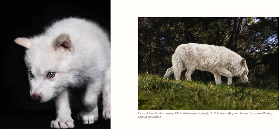Sự ra đời của Dire Wolf
